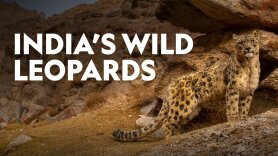 India's Wild Leopards