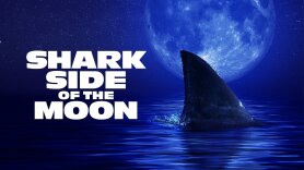 Shark Side of the Moon