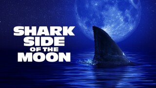 Shark Side of the Moon