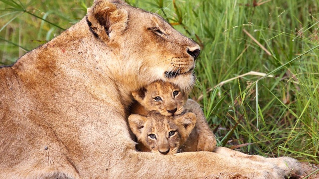 Animal Super Parents