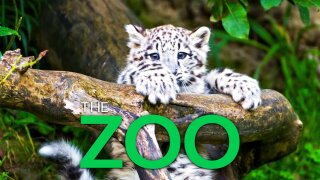 The Zoo