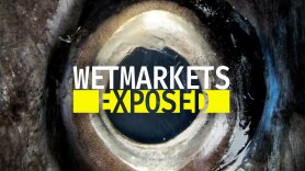 Wet Markets Exposed