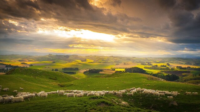 Wild New Zealand