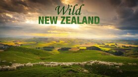 Wild New Zealand