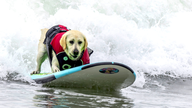 2024 World Dog Surfing Championships Best Waves