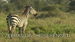 Zebras of the Serengeti