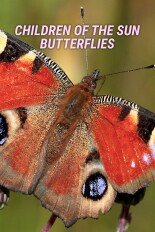 Children of the Sun: Butterflies