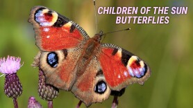 Children of the Sun: Butterflies