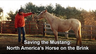 Saving the Mustang: North America's Horse on the Brink