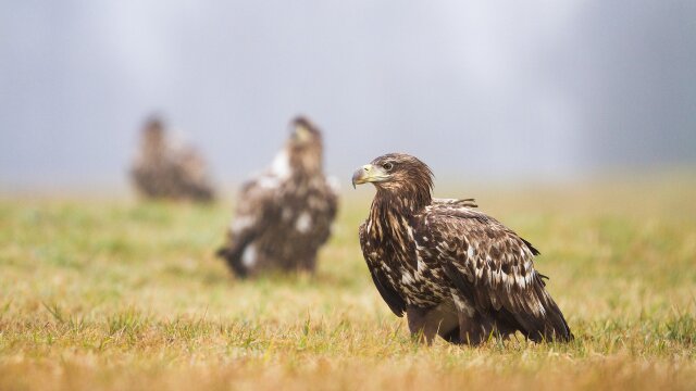 Golden Eagles: Witnesses to a Changing West