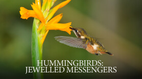 Hummingbirds Jewelled Messengers