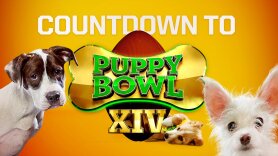 Countdown to Puppy Bowl