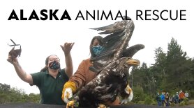 Alaska Animal Rescue