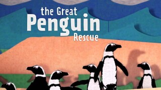 The Great Penguin Rescue