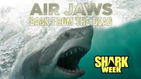 Air Jaws: Back From the Dead