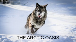 The Arctic Oasis