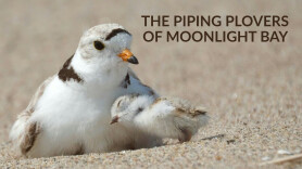 The Piping Plovers of Moonlight Bay