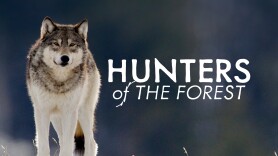 Hunters of the Forest