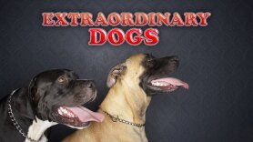 Extraordinary Dogs