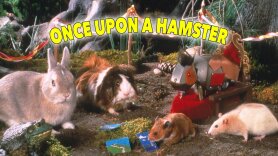 Once Upon a Hamster