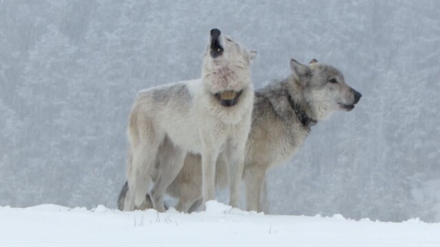 Yellowstone Wolves: Succession