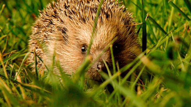 Epic Adventure Of A Hedgehog