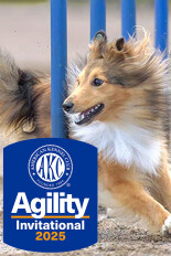 AKC Agility Dogs Invitational