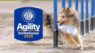AKC Agility Dogs Invitational