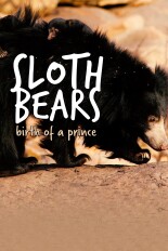 Sloth Bears: Birth of a Prince