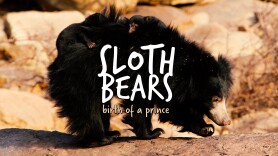 Sloth Bears: Birth of a Prince