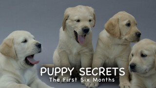 Puppy Secrets: The First Six Months