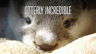 Otterly Incredible