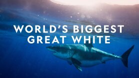 World's Biggest Great White?