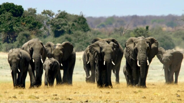 Extinction: Going, Going, Gone