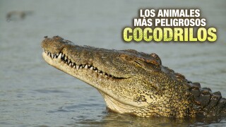Los animales más peligrosos: Cocodrilos
