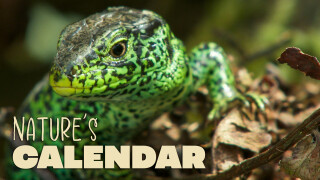 Nature's Calendar