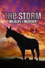 The Storm: Wildlife in Wild Weather