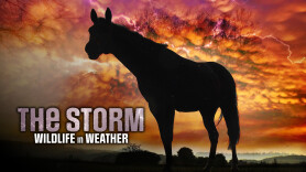 The Storm: Wildlife in Wild Weather