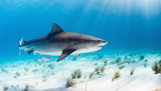 World's Biggest Tiger Shark