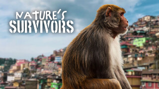 Nature's Survivors