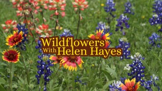 Wildflowers With Helen Hayes