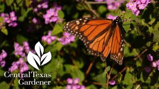 Central Texas Gardener