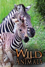 Wild About Animals