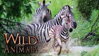 Wild About Animals