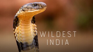 Wildest India