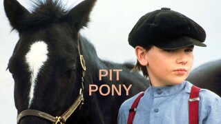 Pit Pony