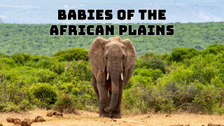 Babies of the African Plains