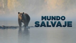 Mundo Salvaje