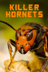 Killer Hornets