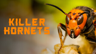 Killer Hornets